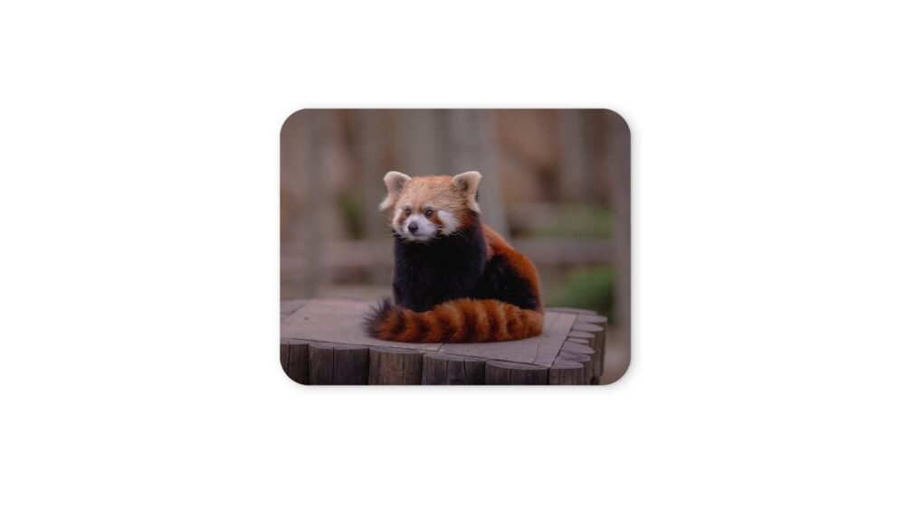 vörös panda egérpad 004