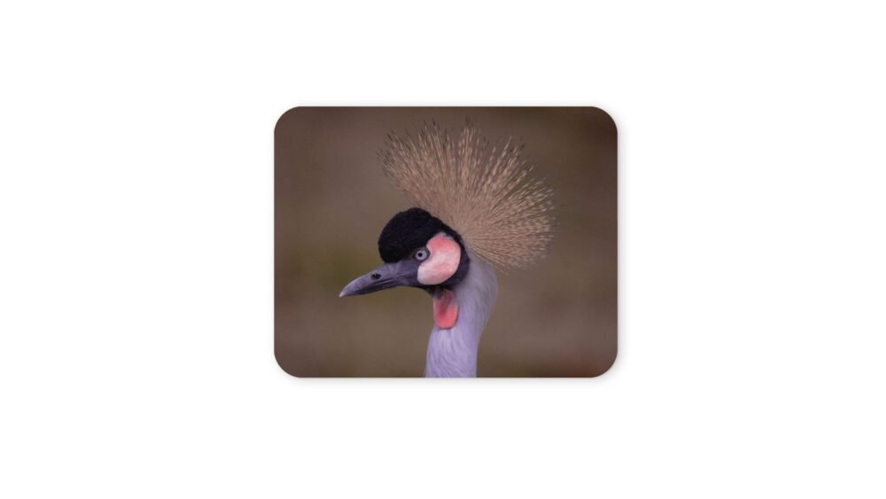 szürkenyakú koronásdaru egérpad 004