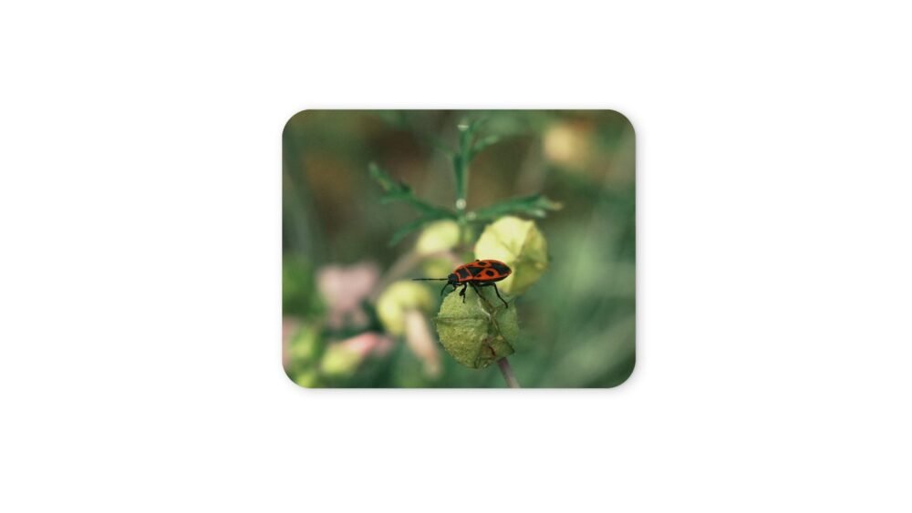 bodobács egérpad 004