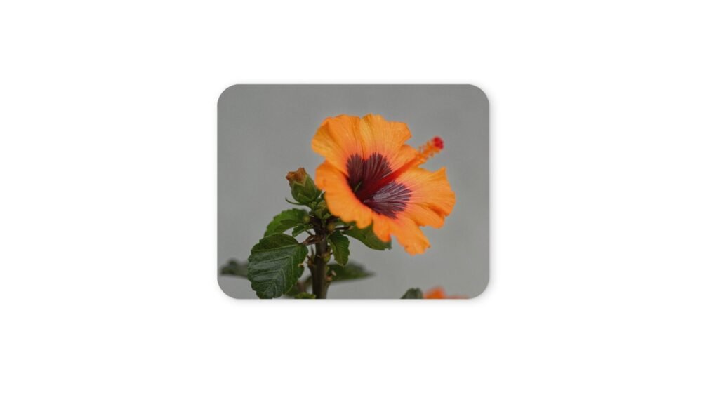 hibiszkusz egérpad 004