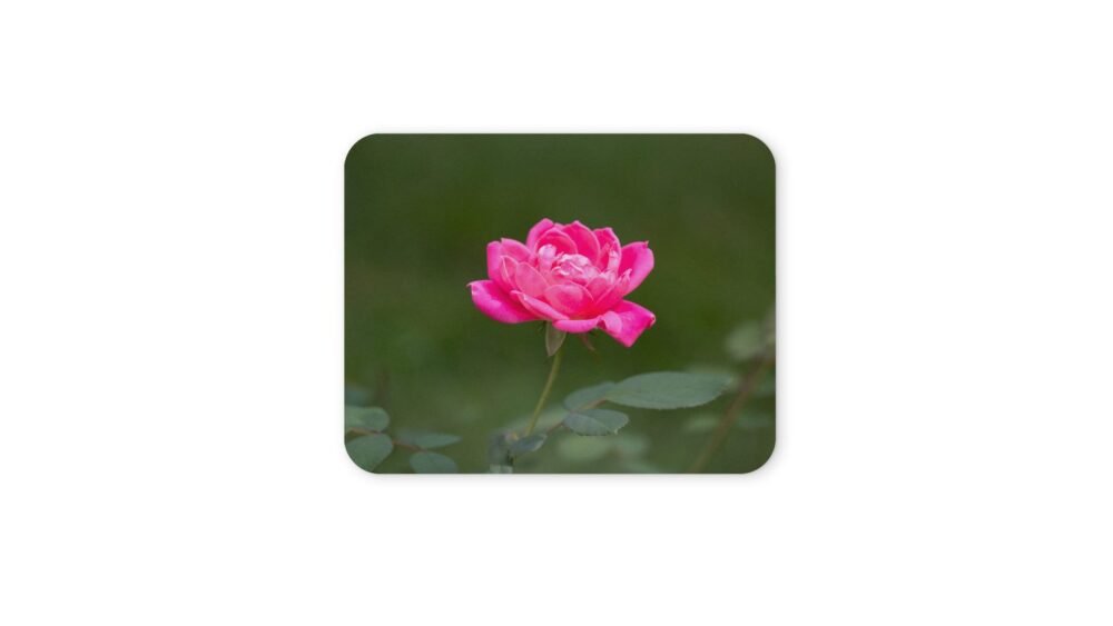 rózsaszín rózsa egérpad 004
