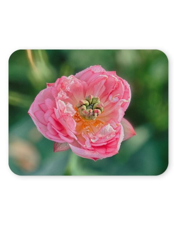 lótuszvirág egérpad 004