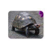 vöröslábú teknős egérpad 004