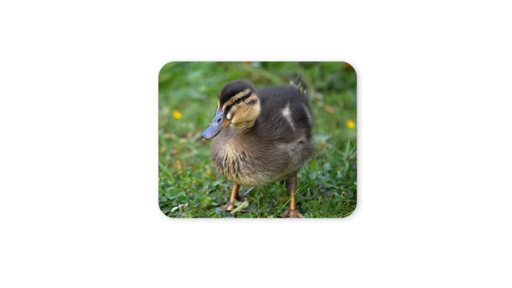 kiskacsa egérpad 004