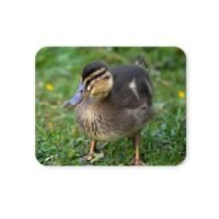 kiskacsa egérpad 004