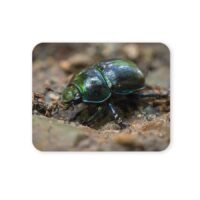 szarvasbogár egérpad 004