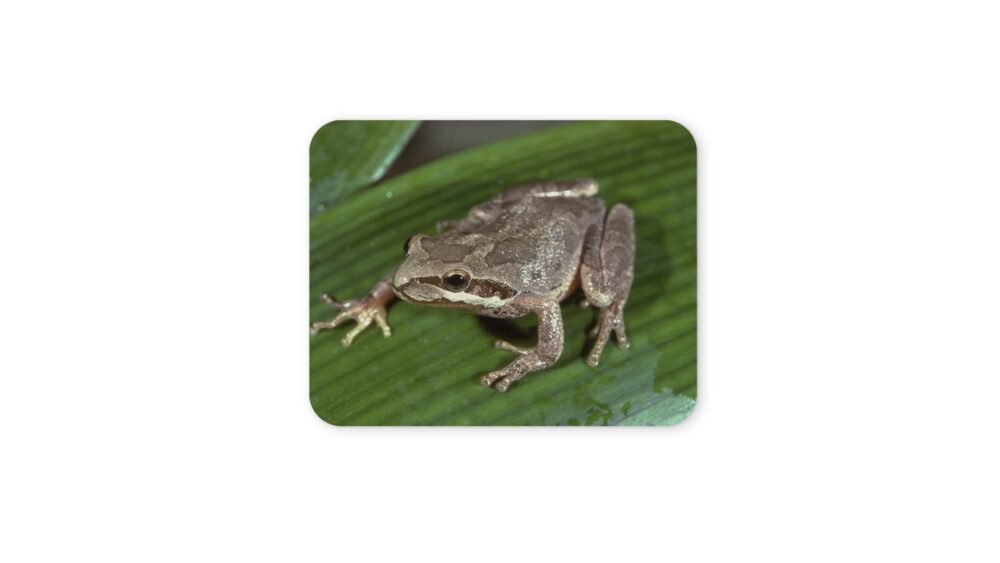 levelibéka egérpad 004