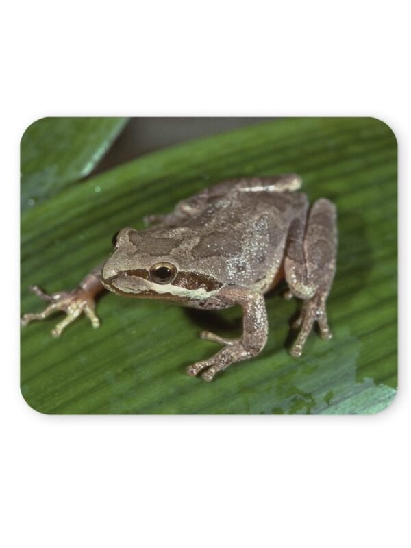 levelibéka egérpad 004