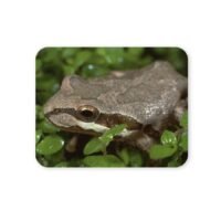 kecskebéka egérpad 004