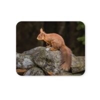 vörös mókus egérpad 004