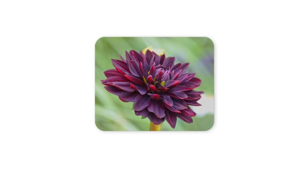 dália virág egérpad 004