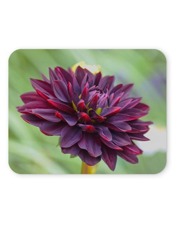 dália virág egérpad 004