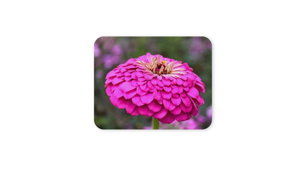 zinnia virág egérpad 004