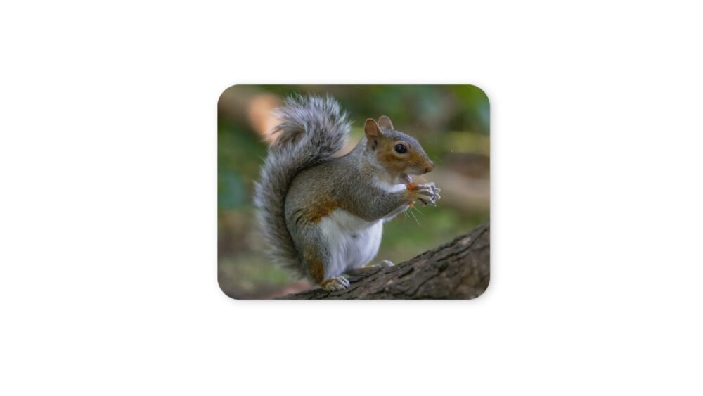 mókusos egérpad 004