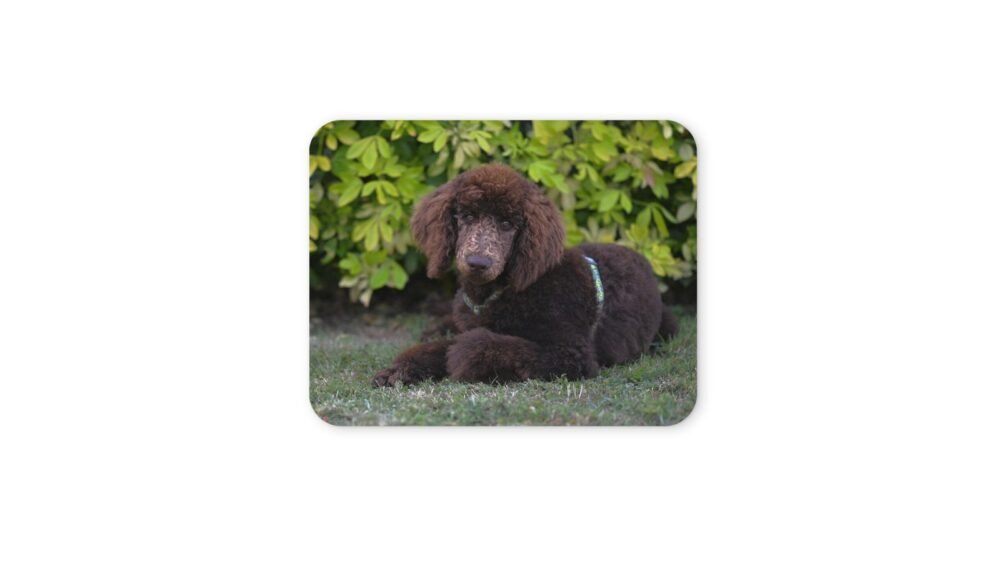 uszkár kutya egérpad 004