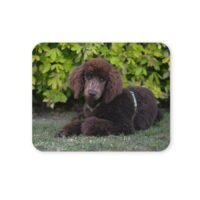 uszkár kutya egérpad 004