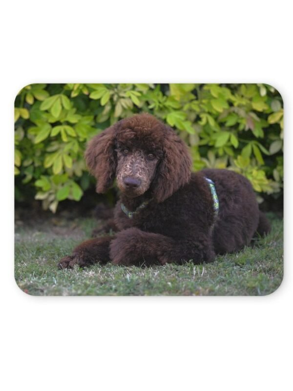 uszkár kutya egérpad 004