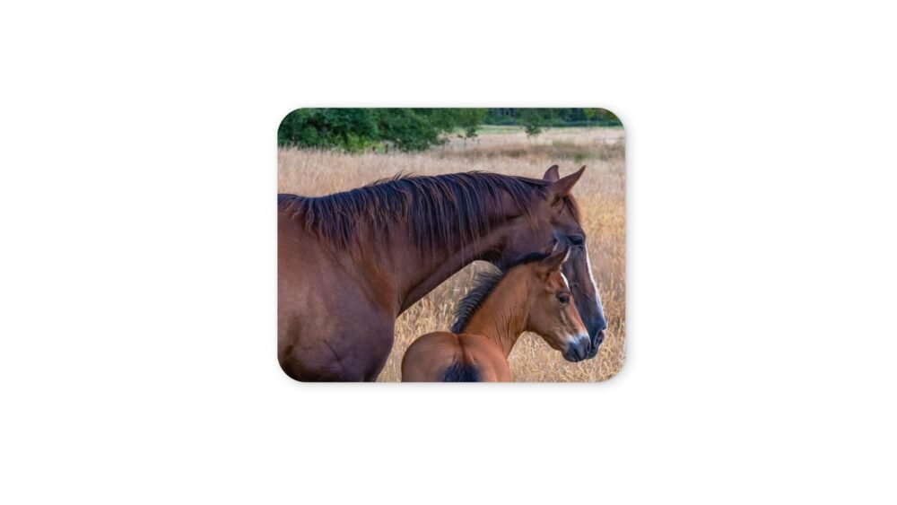 ló és csikó egérpad 004