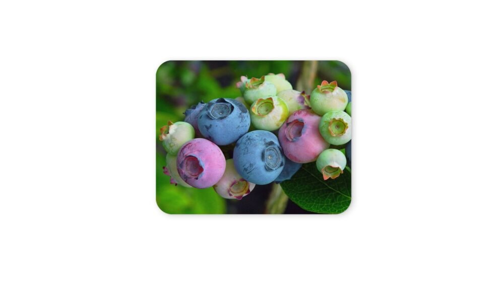 áfonya egérpad 004