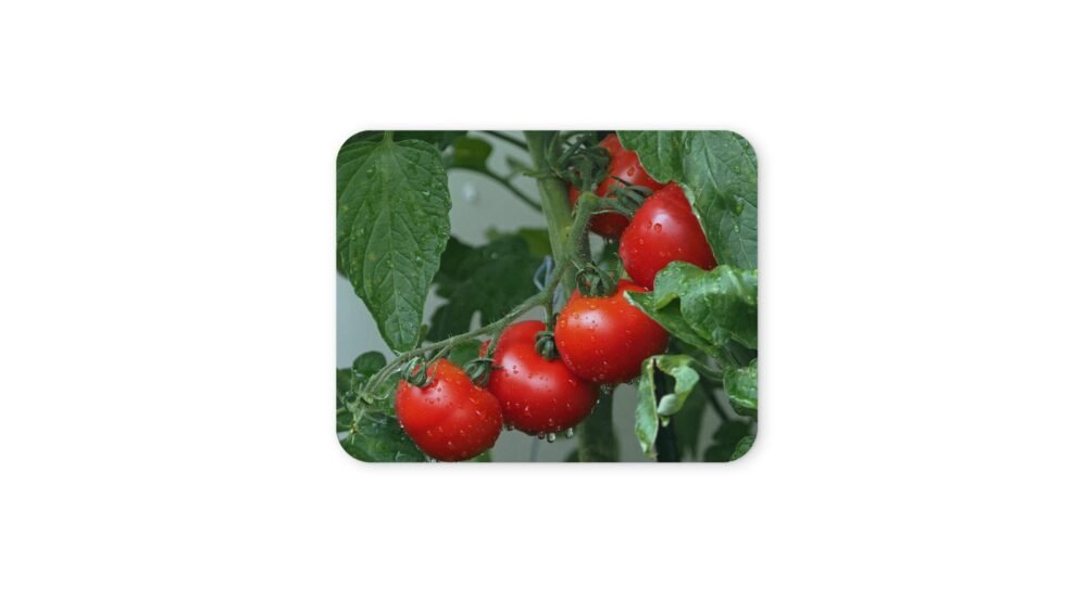 paradicsomos egérpad 004