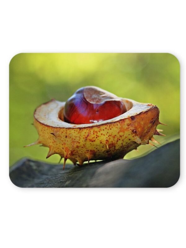 vadgesztenye egérpad 004