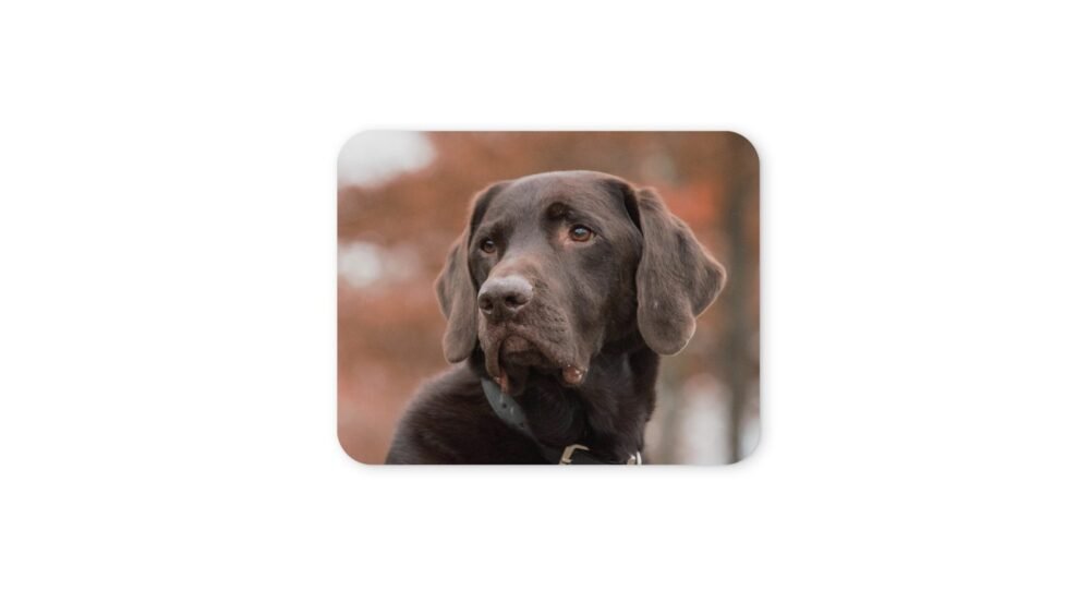 labrador egérpad 004