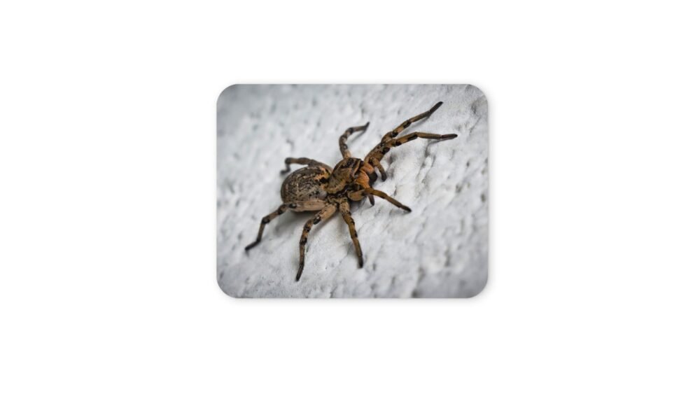 farkaspók egérpad 004