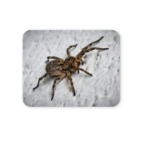 farkaspók egérpad 004