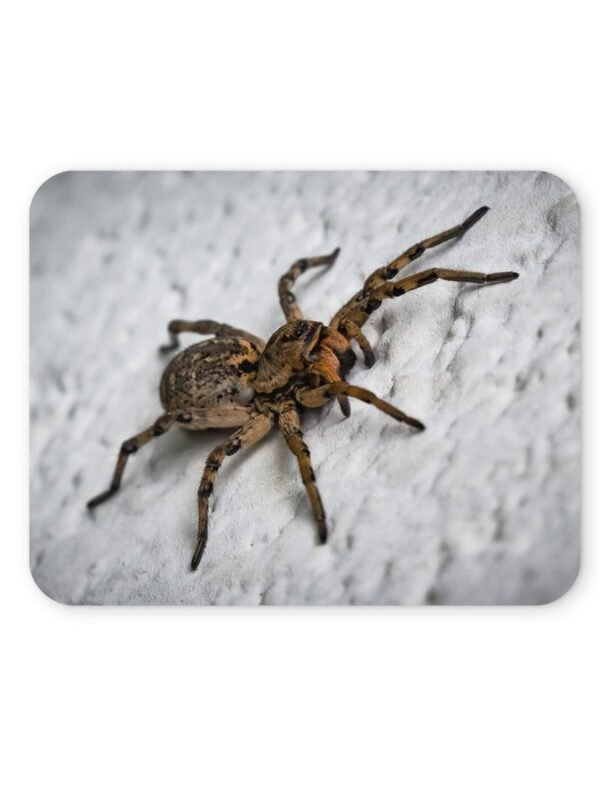 farkaspók egérpad 004