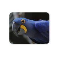 jácintkék ara egérpad 004